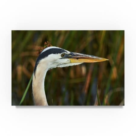 Robert Michaud 'Graceful Blue Heron' Canvas Art,12x19